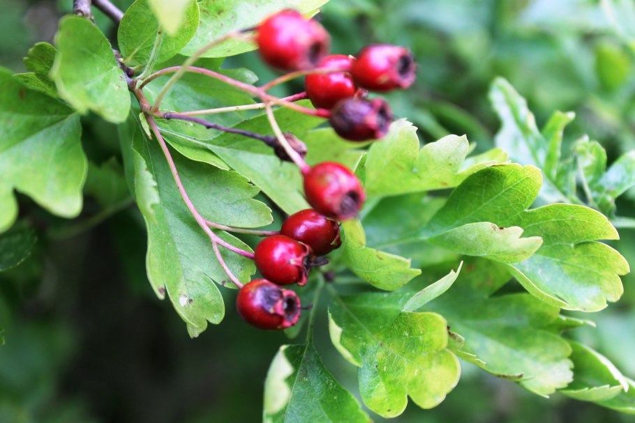 Боярышник однопестичный лист