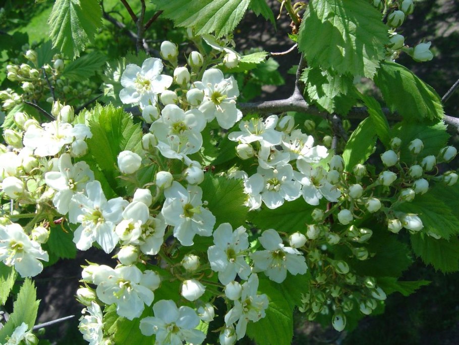 Боярышник полумягкий Crataegus submollis