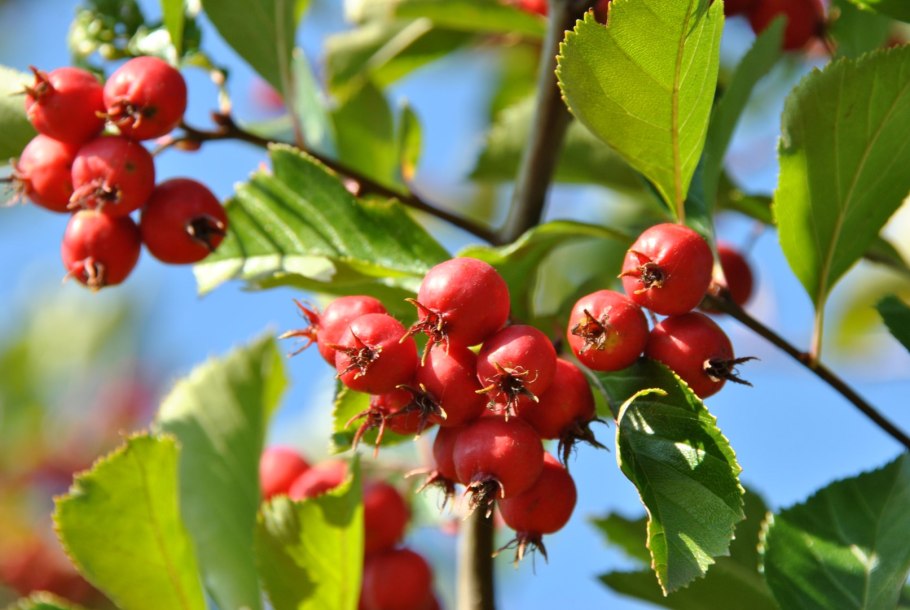 Боярышник сливолистный (crataegus prunifolia)