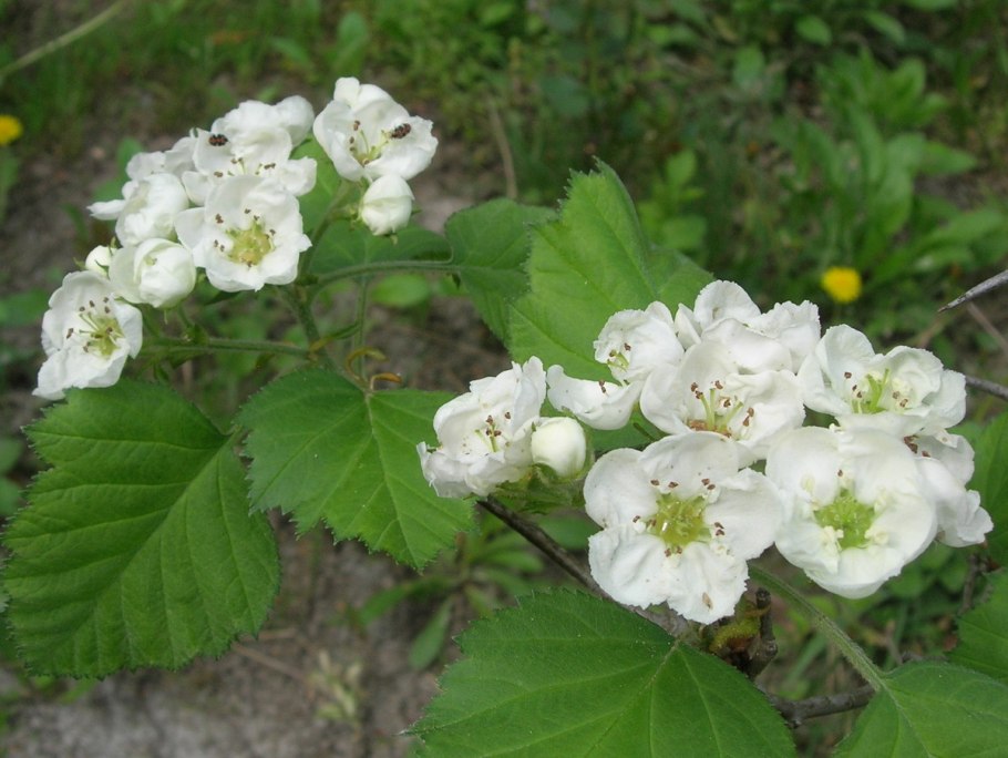 Боярышник пятипестичный (Crataegus pentagyna)