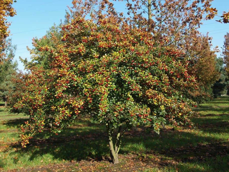 Боярышник Сибирский Crataegus sanguinea