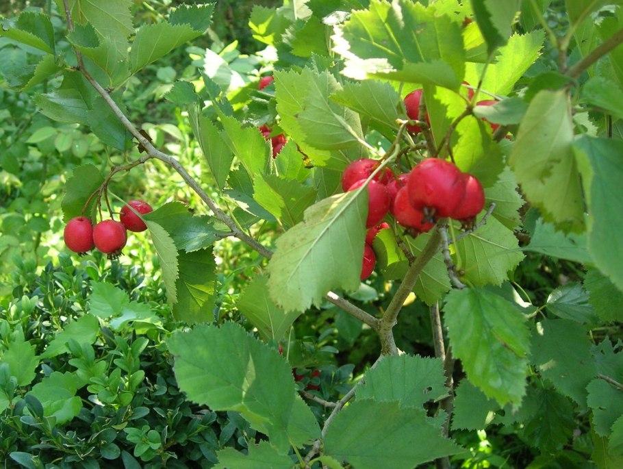 Боярышник Арнольда Crataegus arnoldiana