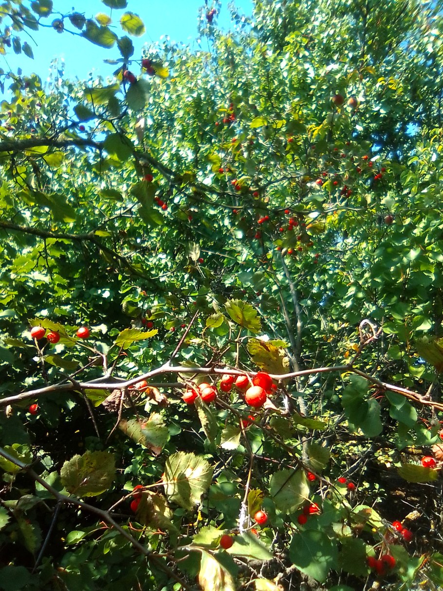 Боярышник крупноплодный