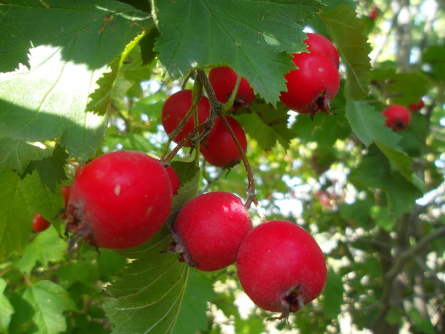 Crataegus submollis