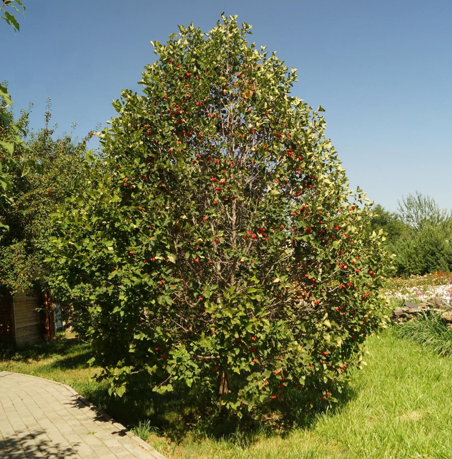Боярышник крупноплодный дерево
