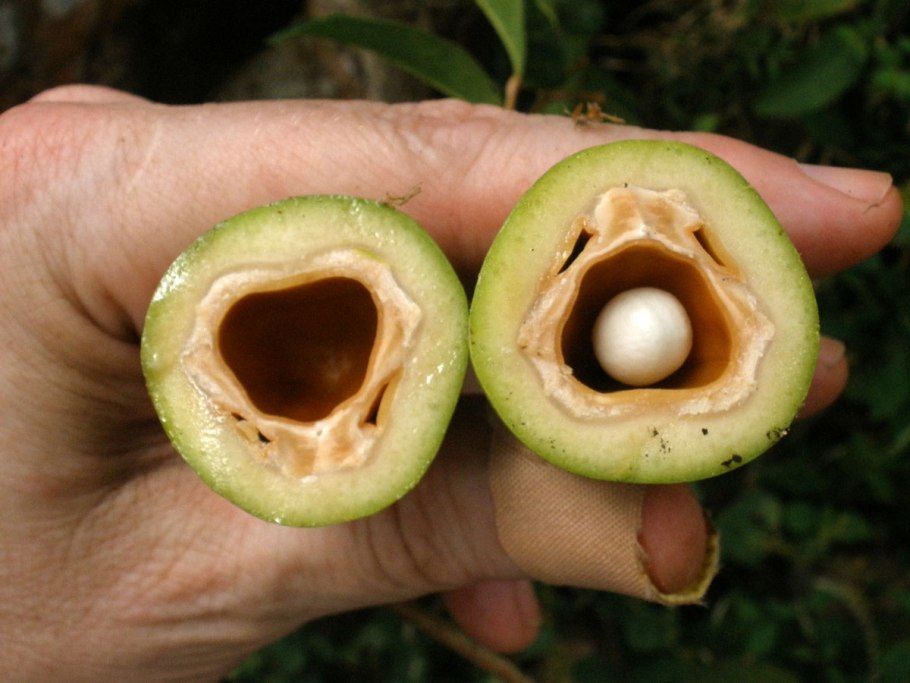 Орех пили купить