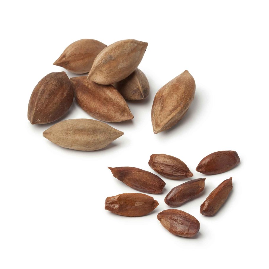 Канариум растение