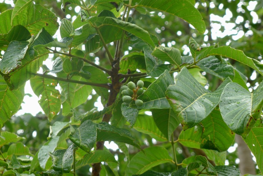 Картинки Пильи