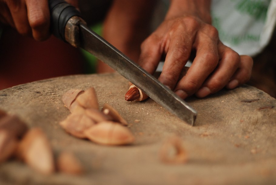 Канариум орех в разрезе