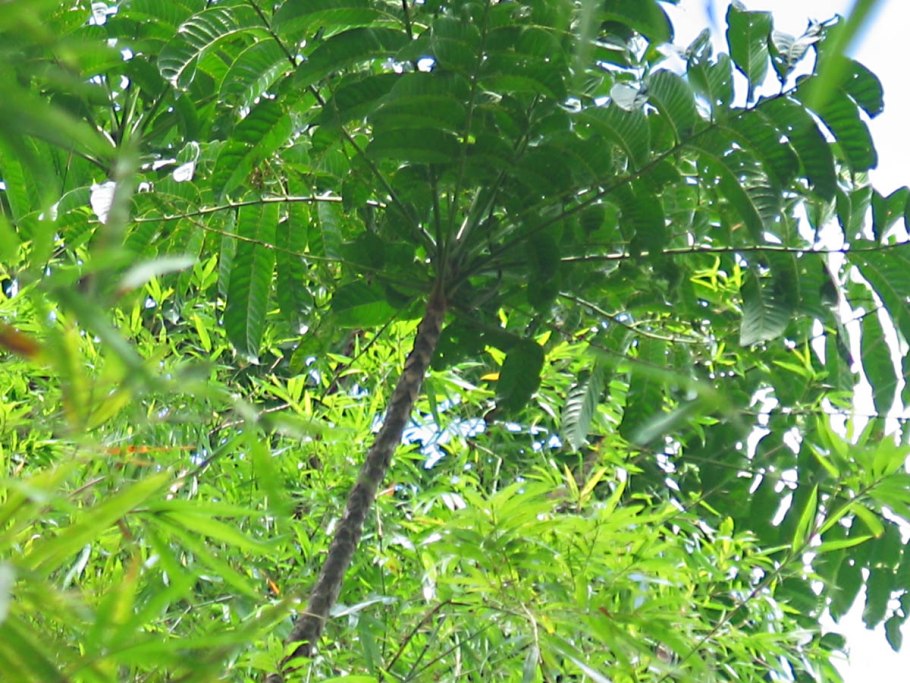 Орех маньчжурский juglans mandshurica