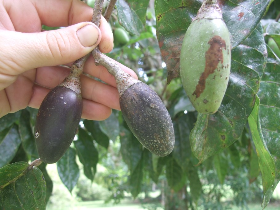 Канариум лусонский