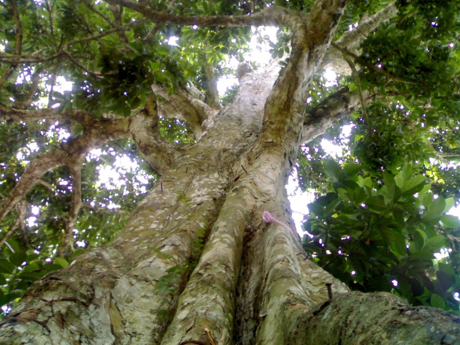 Канариум дерево