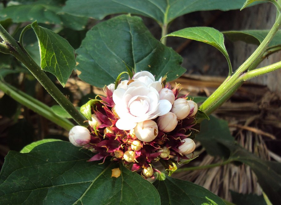Clerodendrum chinense