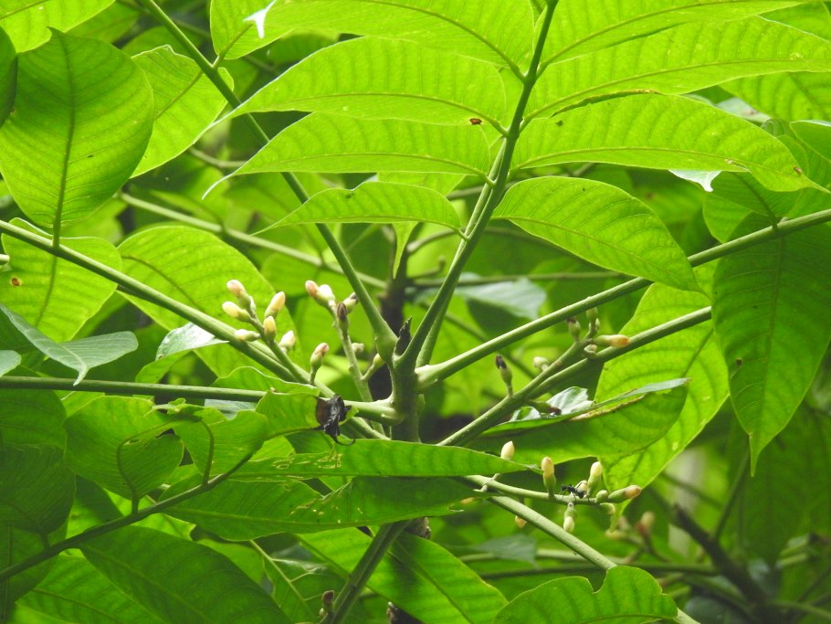 Канариум лусонский