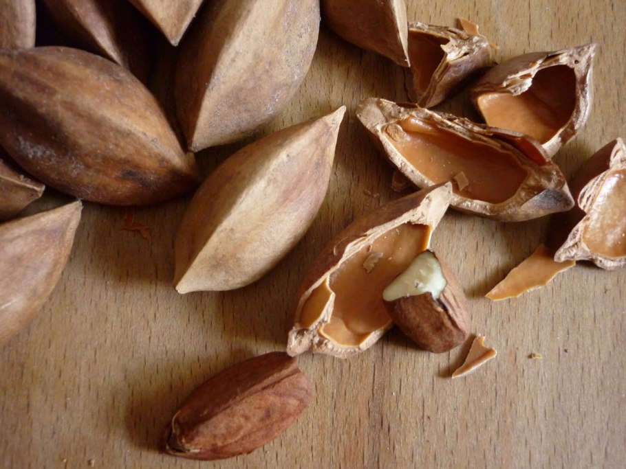 Канариум филиппинский орех