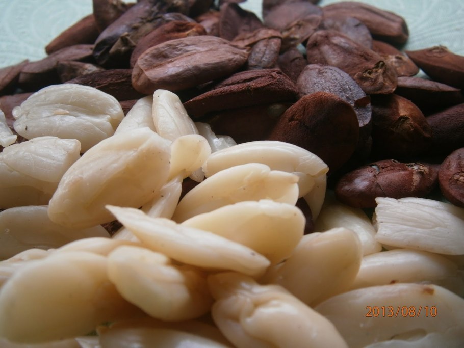 Канариум дерево