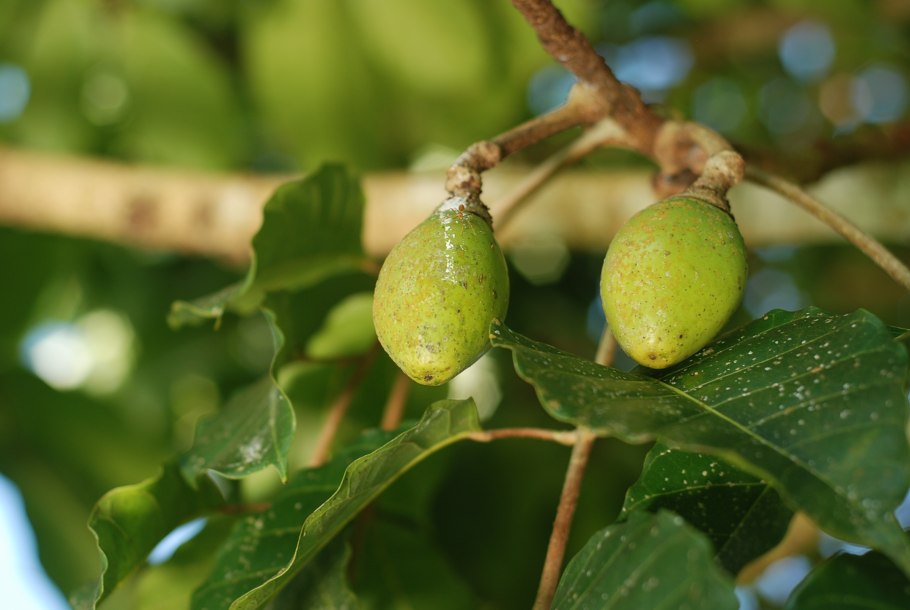 Пили орех дерево