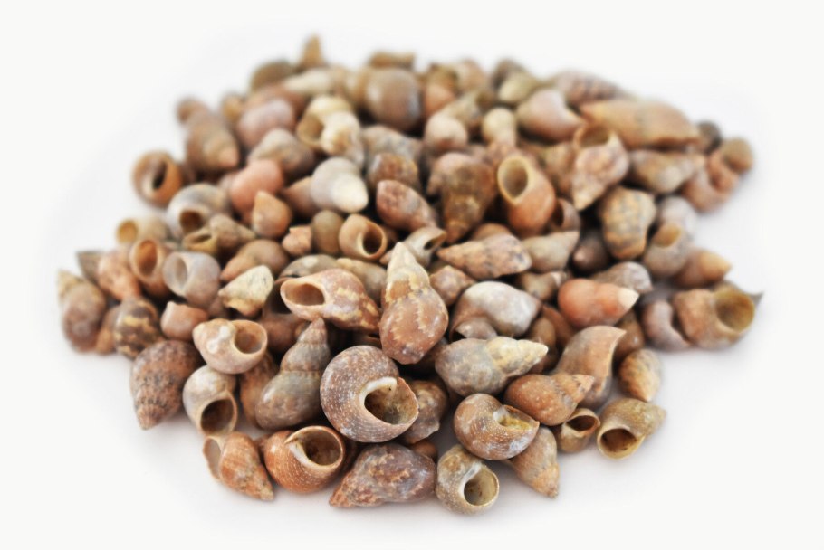 Clerodendrum chinense