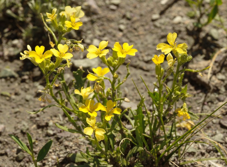 Erysimum aureum