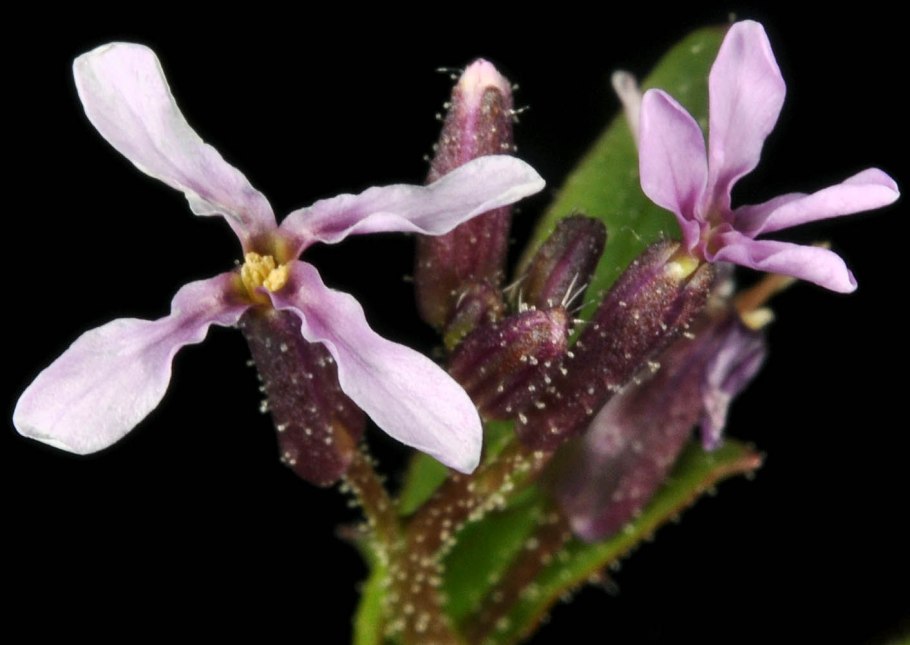 Хориспора Сибирская завязь