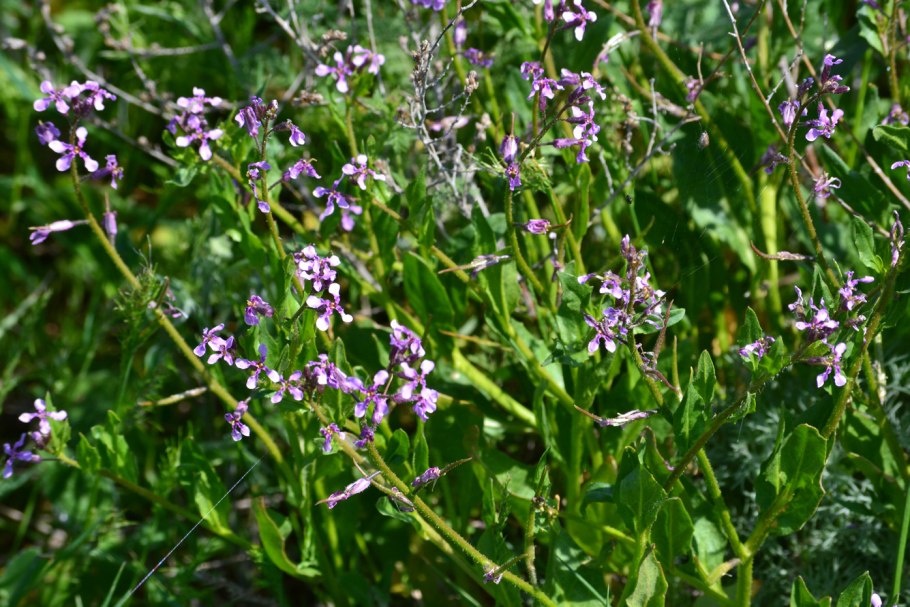 Хориспора нежная Chorispora tenella (Pall.) DC.