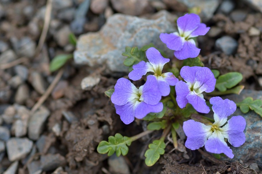 Хориспора плод