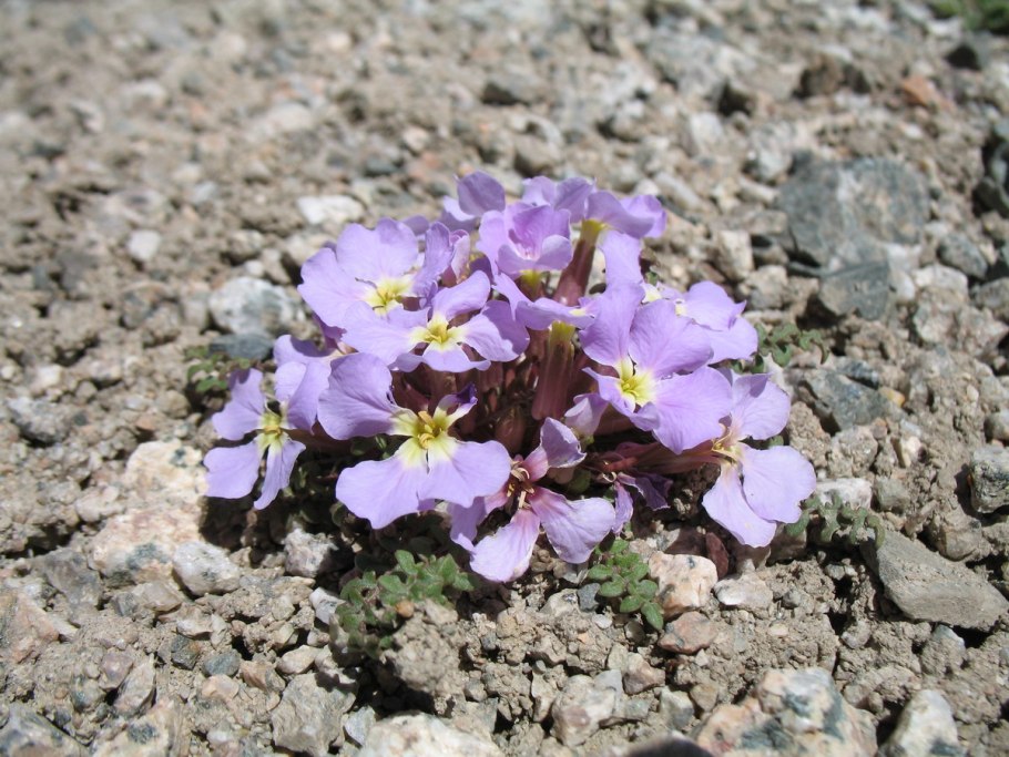 Хориспора Бунге Плантариум