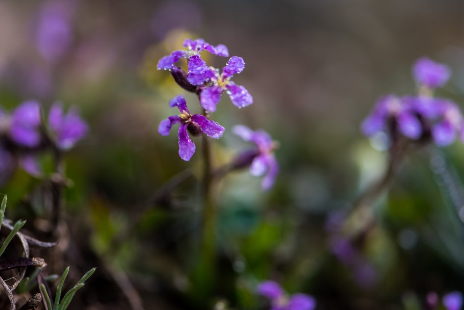 Orychophragmus violaceus