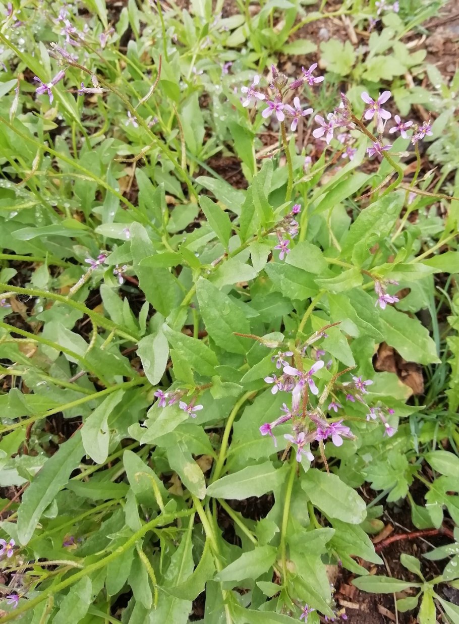 Плантариум Androsace maxima