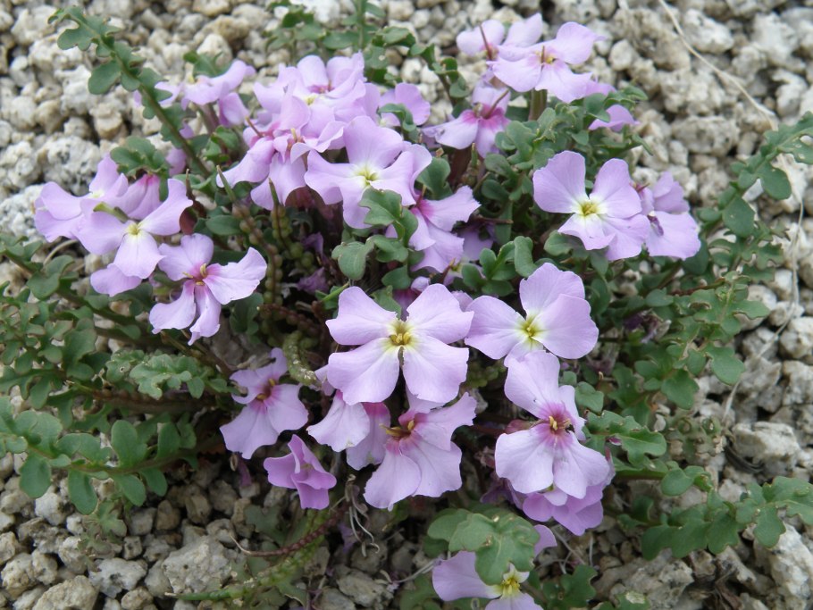 Зизифора Бунге