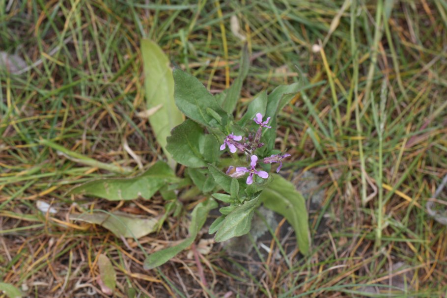 Chorispora tenella Flower Formula