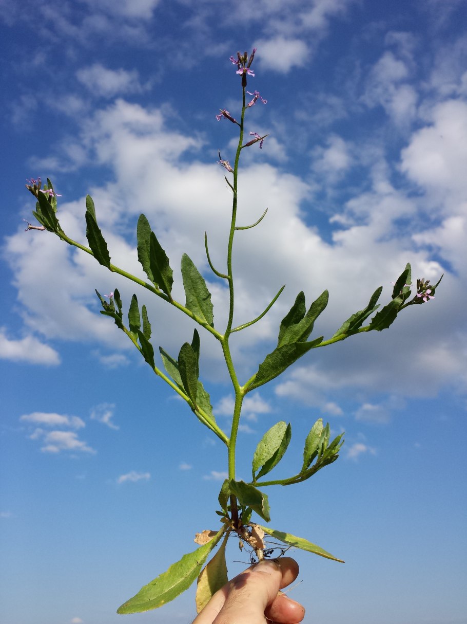 Veronica anagalloides