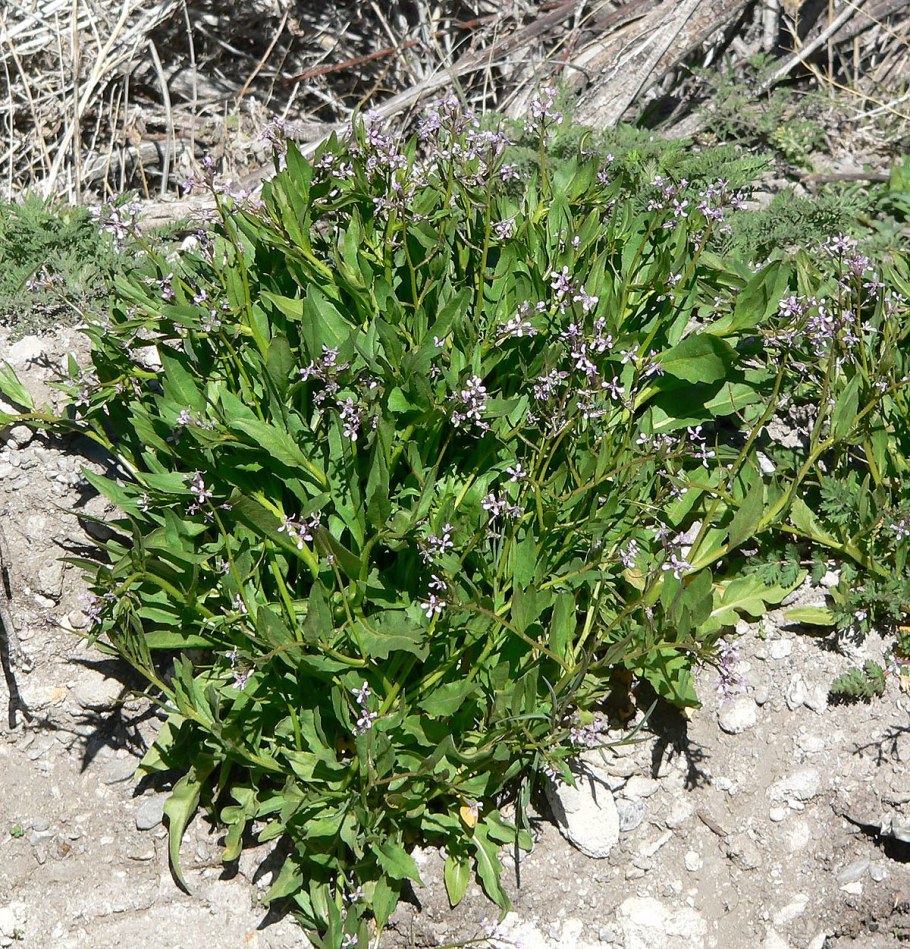 Хориспора Бунге Плантариум