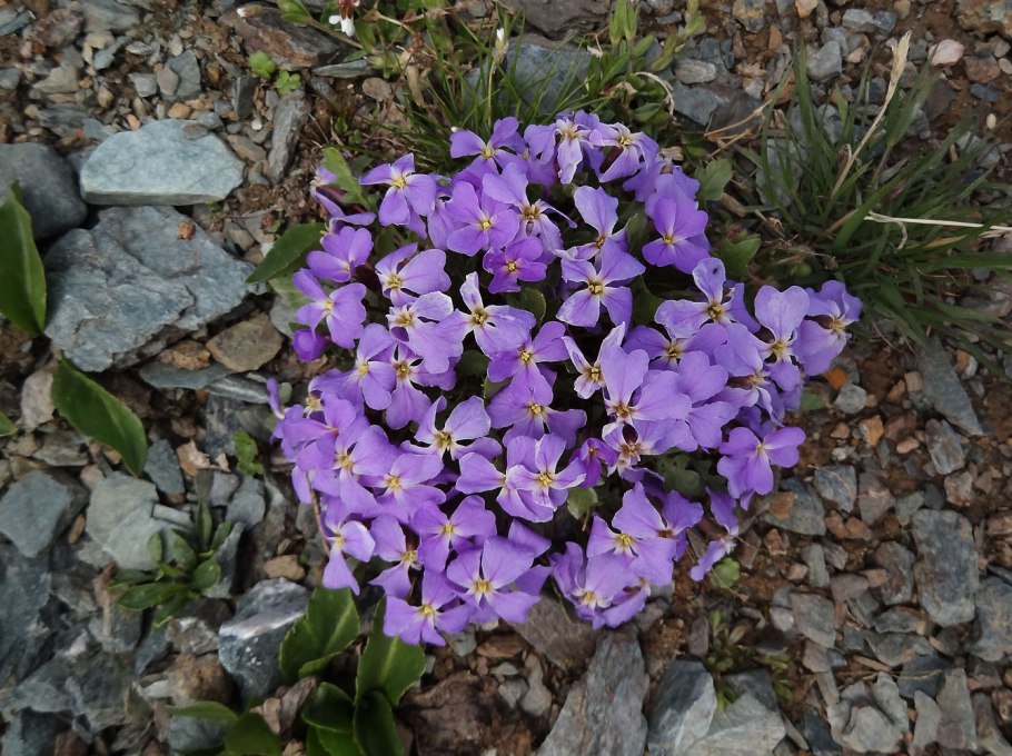 Хориспора нежная фото