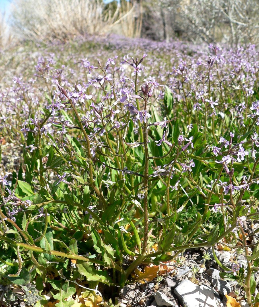 Хориспора Сибирская формула цветка