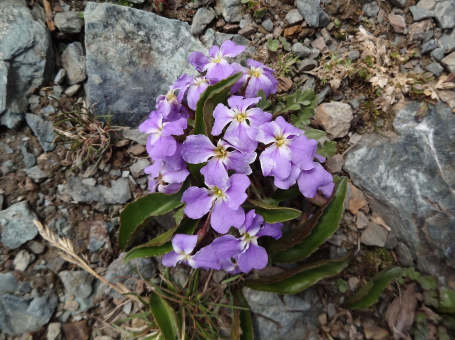 Chorispora sibiriса