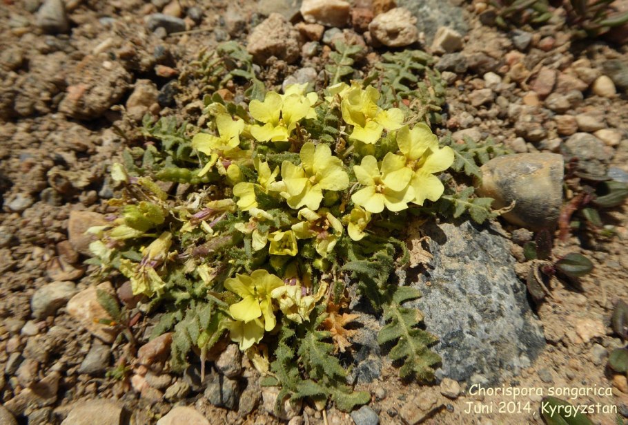 Sterigmostemum caspicum