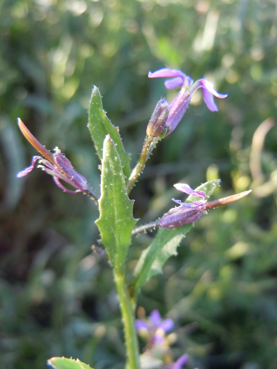 Хориспора нежная