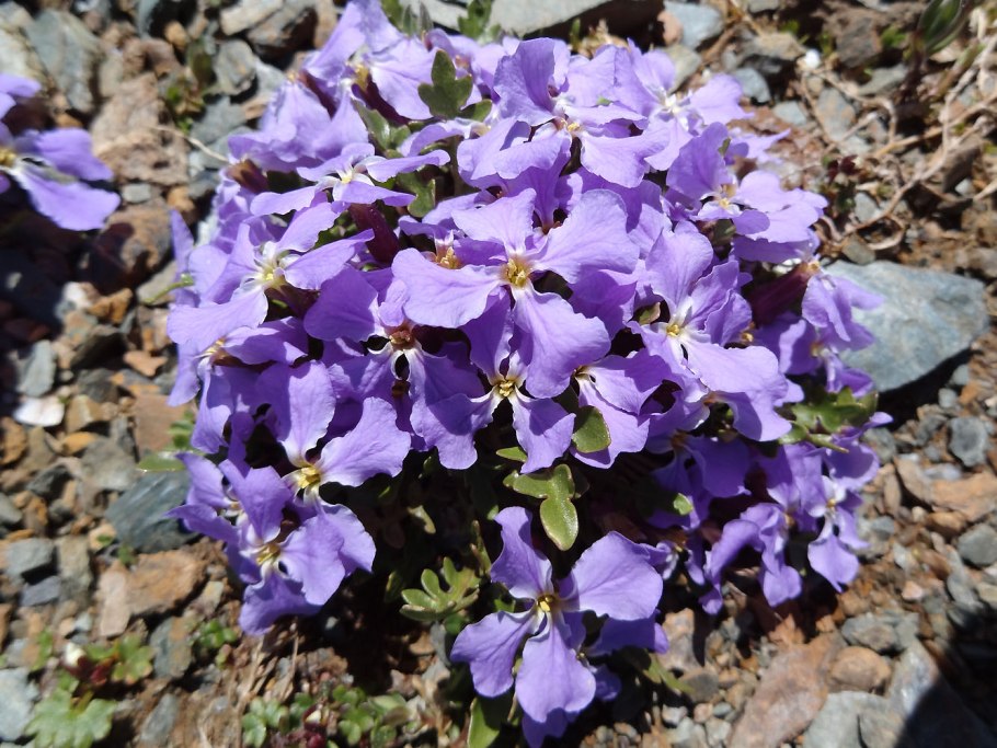 Orychophragmus violaceus