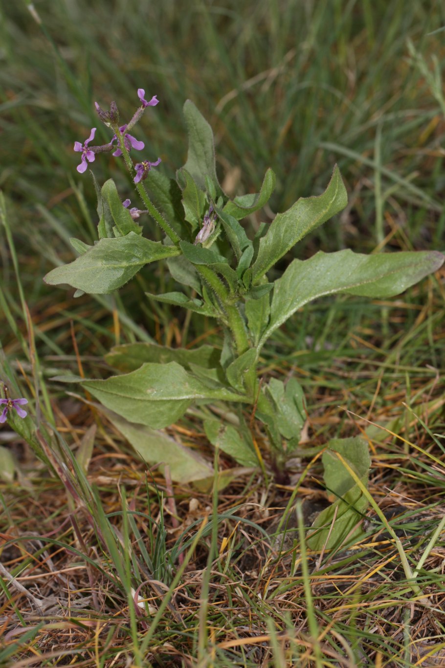 Стригозелла растение