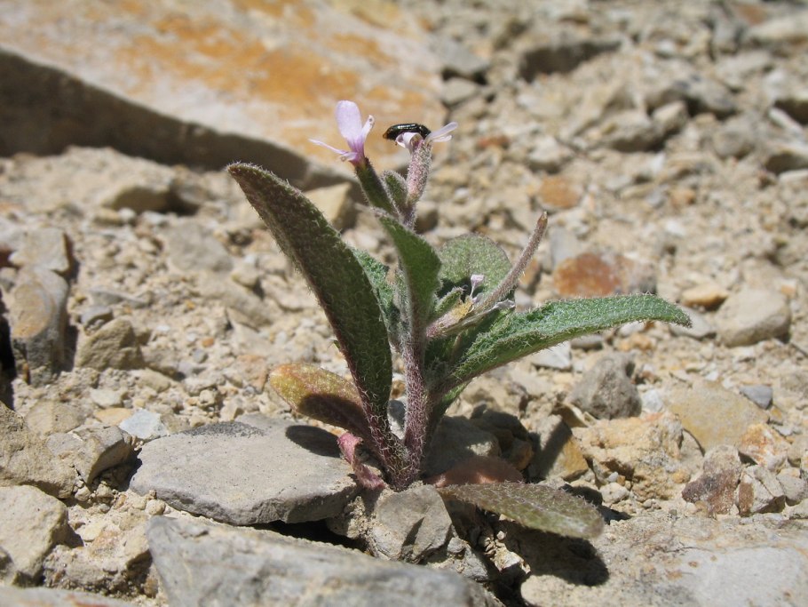 Buglossoides arvensis
