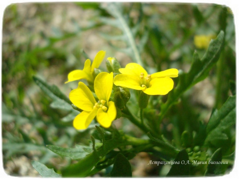 Свербига восточная bunias orientalis