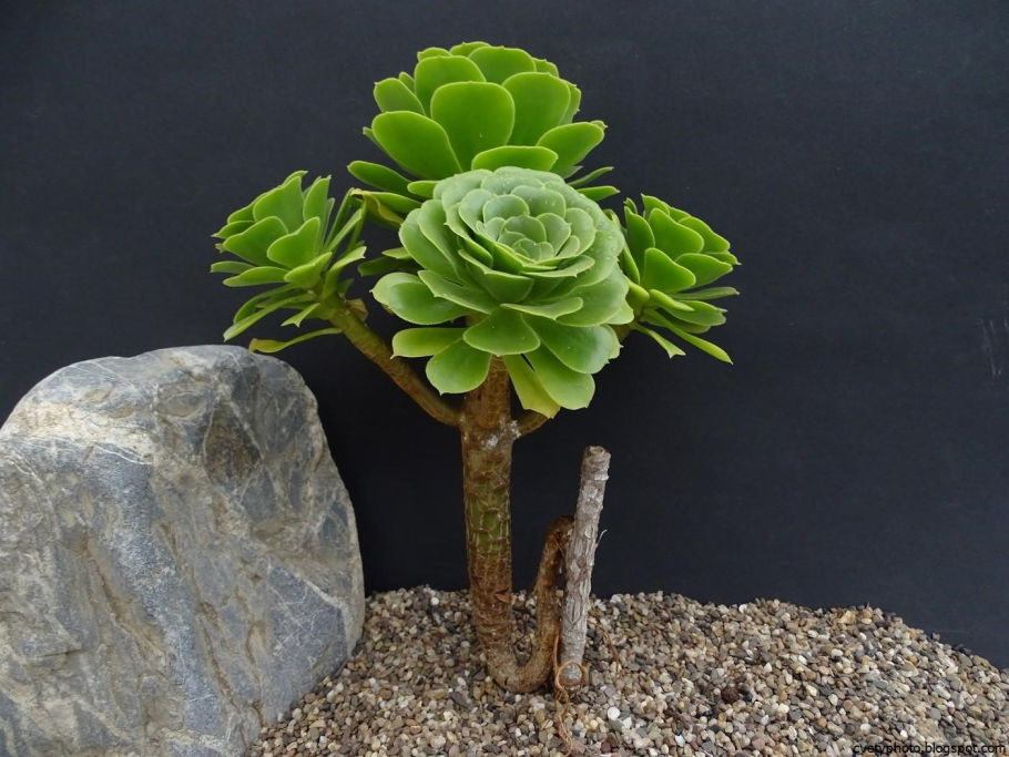 Aeonium balsamiferum