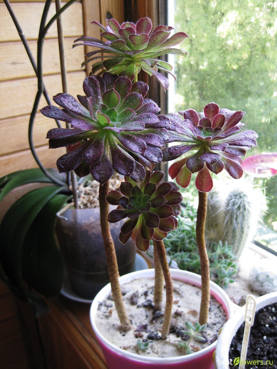 Суккулент Эониум арбореум