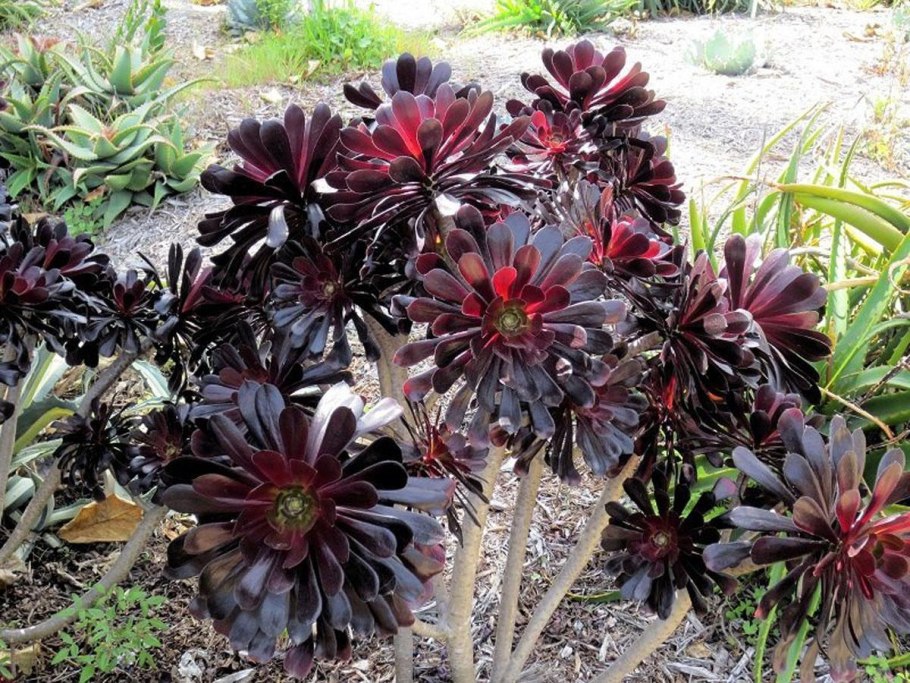 Эониум арбореум