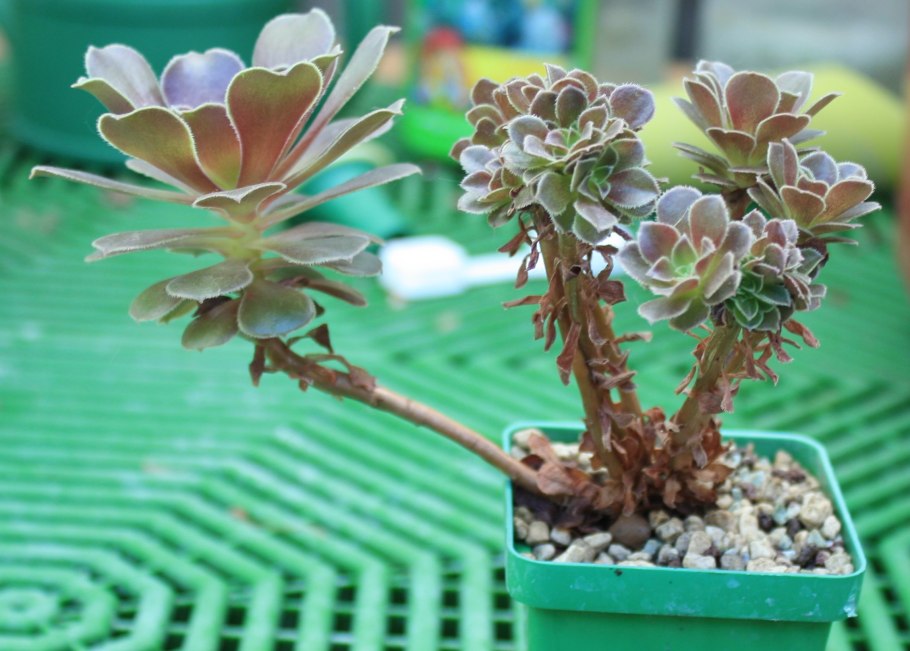 Эониум арбореум