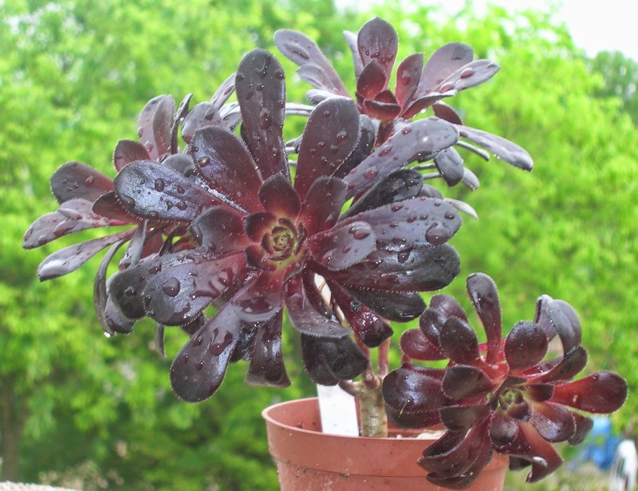 Эониум Бурхарда