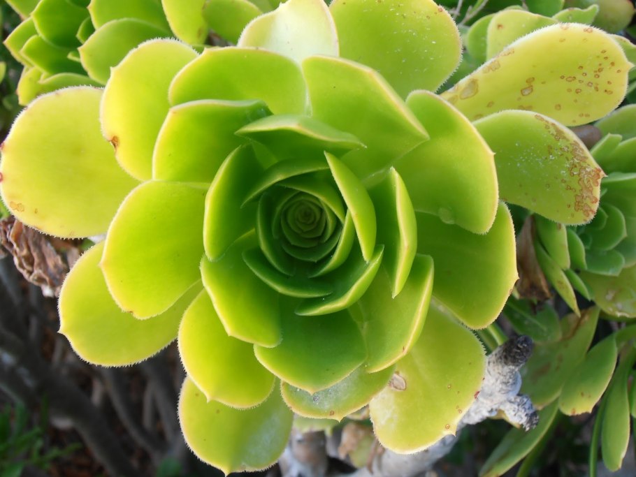 Aeonium Sunburst
