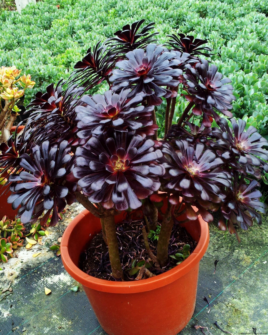 Эониум уход в домашних условиях