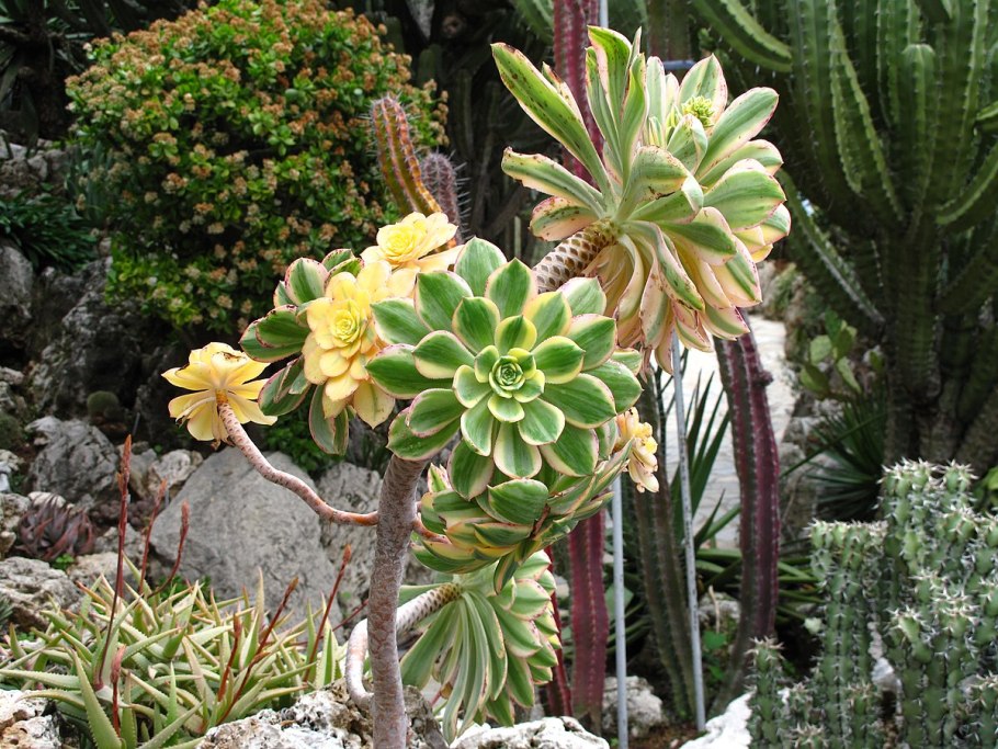 Эониум древовидный Aeonium arboreum